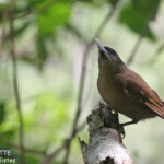 Monarque brun sur le sentier du Pont Tamanou