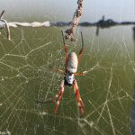 Araignée sur la piste de Creek salé, Pouembout