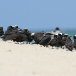 Noddis noirs sur l'Ile Kendec