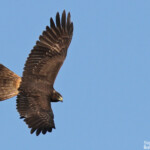Busard de Gould, piste de Creek salé, Pouembout