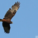 Busard de Gould, piste de Creek salé, Pouembout
