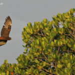Busard de Gould, piste de Creek salé, Pouembout
