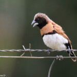 Capucin donacole, Parc de Néhoué