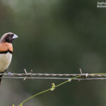 Capucin donacole, Parc de Néhoué