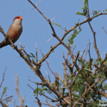 Astrild ondulé sur la piste de Creek salé