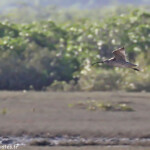 Courlis de Sibérie, Creek salé, Pouembout