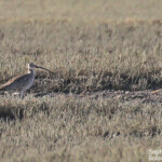 Courlis de Sibérie, Creek salé, Pouembout