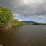 Creek salé, Pouembout