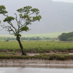 Creek salé