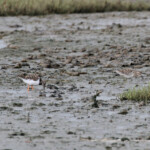 Tournepierres et bécasseau à queue pointue, Creek salé