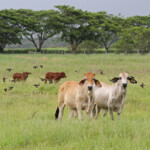 Bétail sur la piste de Creek salé