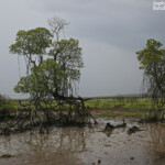 Creek salé sous l'orage
