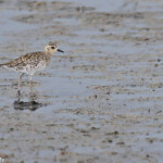 Pluvier fauve, Creek salé