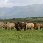 Bétail sur la piste de Creek salé