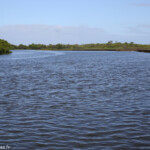Creek salé