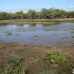 Mangroves à Creek salé