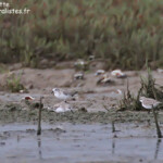 Bécasseaux à cou roux, Creek salé