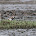 Tournepierre à collier et Bécasseau à queue pointue, Creek salé