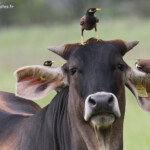 Martins tristes et bétail sur la piste de Creek salé