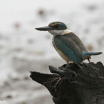 Martin-chasseur sacré, Creek salé
