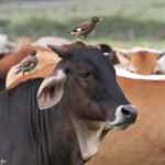 Martins tristes et bétail sur la piste de Creek salé