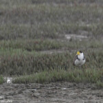 Vanneau soldat sous la pluie, Creek salé