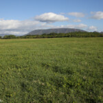 Prairies de Creek salé