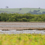 Les vasières de Creek salé, un paradis pour les limis !