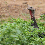 Dindon sauvage, Parc de Nehoué