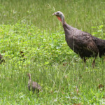 Dindon sauvage, Parc de Nehoué