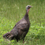 Dindon sauvage, Parc de Nehoué