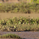 Pluvier à double collier