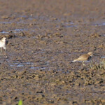 Pluvier à double collier