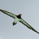 Fou brun près de l'Ile Kendec