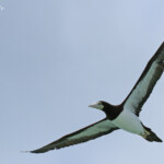 Fou brun près de l'Ile Kendec