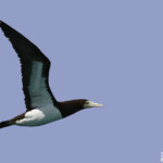 Fou brun près de l'Ile Kendec