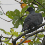 Notou, Parc de Nehoué
