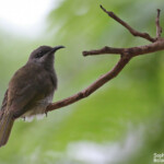 Méliphage à oreillons gris