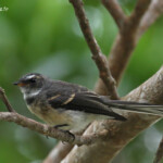 Rhipidure gris, Konetiwaka, Nouvelle-Calédonie