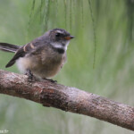 Rhipidure gris, Konetiwaka, Nouvelle-Calédonie