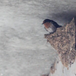 Hirondelle de Tahiti sous le pont de La Foa