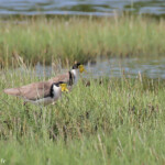 Vanneaux soldats, Creek salé