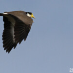 Vanneau soldat, Creek salé