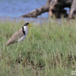 Vanneau soldats, Creek salé