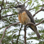 Siffleur à ventre roux-gatope, Gatope, Voh, Nouvelle-Calédonie