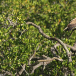 Milan siffleur, Creek salé, Pouembout