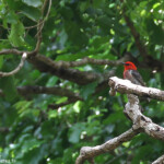 Myzomèle calédonien, Parc de Nehoué