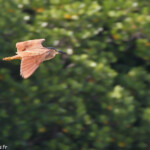 Bihoreau cannelle, Creek salé