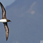 Pétrel de Tahiti au large de Koumac