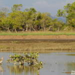 Pluvier fauve, Creek salé, Pouembout
